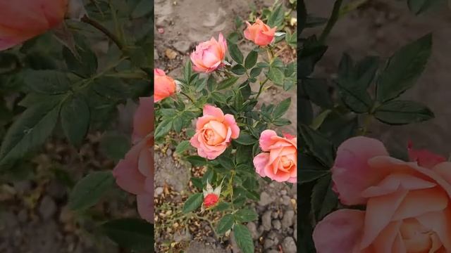 Роза Бриоза (Briosa). 1-й год от прививки смотреть онлайн