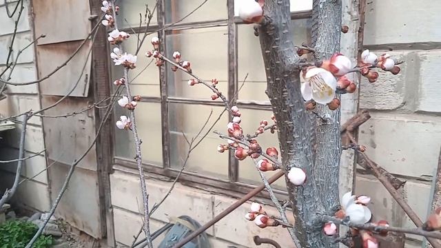 Абрикос Джумбо кот зацвёл, а абрикос Романовский просто восхищает, Астрахань 2022г. смотреть онлайн