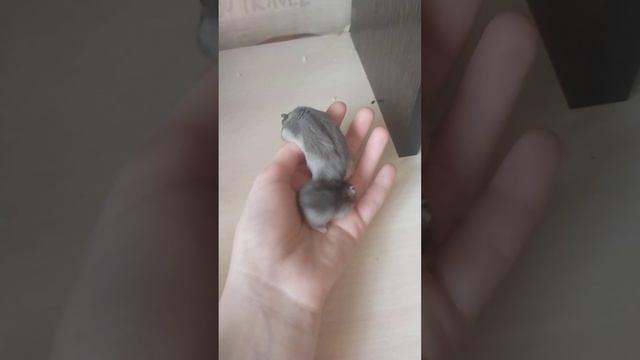 2 мальчика 3 недели и 2 месяца серый окрас джунгарский хомяк смотреть онлайн