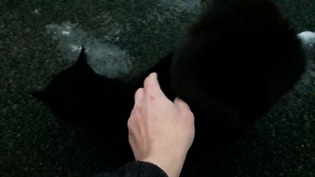 Голодный черный кот! смотреть онлайн