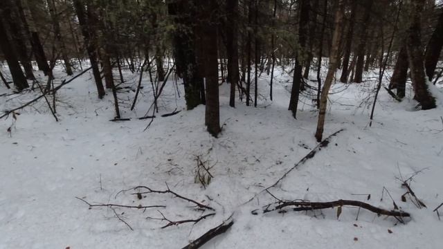 СТРЕЛЯЮ РЯБЧИКОВ У ДЕРЕВНИ! ОХОТА НА БОРОВУЮ ПТИЦУ С МАНКОМ. 200 МЕТРОВ ОТ ДОМА ЖИВЁТ МЯСО. КОМИ. смотреть онлайн