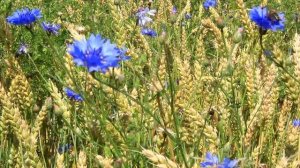 Полевые ромашки и васильки - Wild Chamomile and Cornflowers