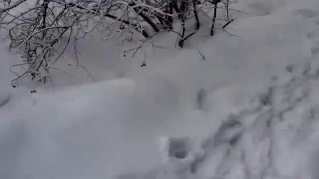 Догз-) смотреть онлайн