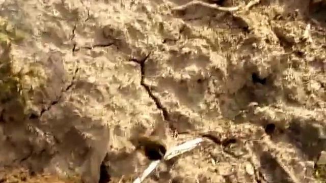 Pöszörlégy célba dob a petéjével - Bombylius discolor laying eggs смотреть онлайн
