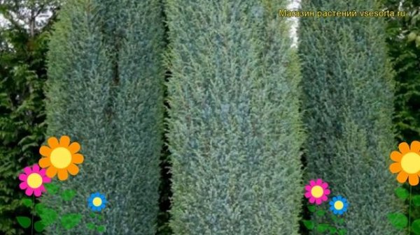 Можжевельник обыкновенный Суецика. Краткий обзор, описание характеристик juniperus communis Suecica