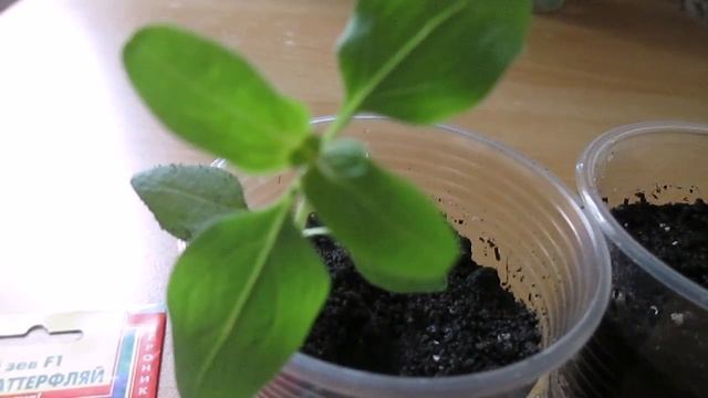 #Львиный зев. Посадка #львиного зева и выращивание