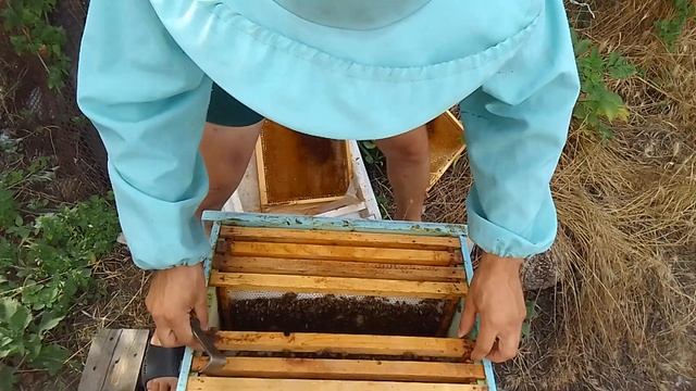 Как определить что пчёлы вышли с роевого состояния. смотреть онлайн