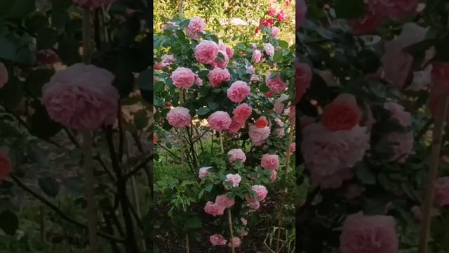 Чиппендейл смотреть онлайн