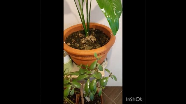 Закончился отпуск, принимаю результаты дистанционного полива. смотреть онлайн