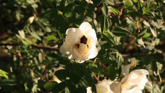 Rosa Pimpinellifolia 'Plena'