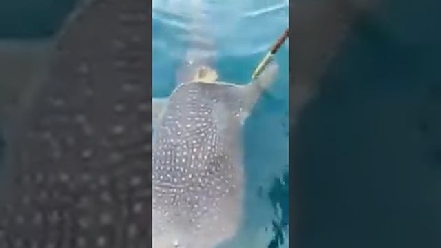 детеныш акулы попросил помощь смотреть онлайн