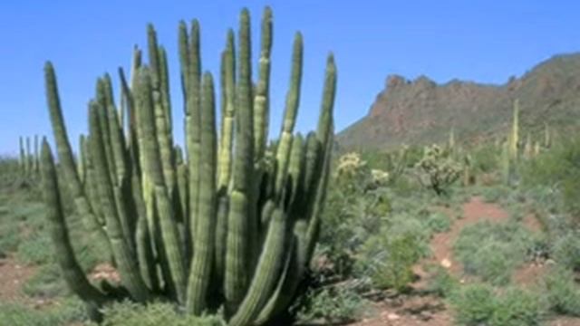 Корнев Сергей Липецкий 004 Летят перелётные птицы смотреть онлайн