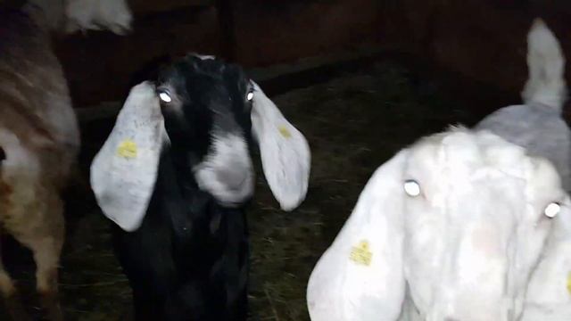 В гости к англо-нубийским козам смотреть онлайн