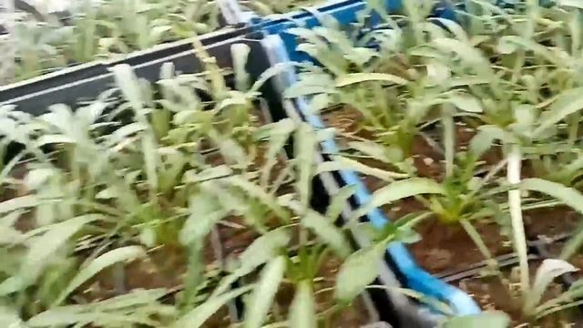 ГАЗАНИЯ!! смотреть онлайн