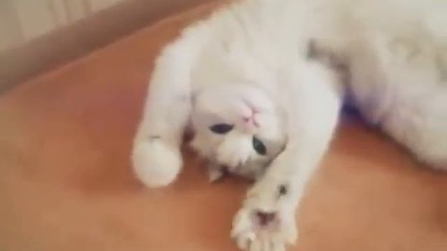 Кошка перебирает лапки [Cat paws iterates over] смотреть онлайн