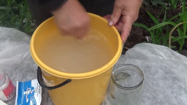 Секреты июльского посева огурцов. Дрожжевая подкормка рассады. смотреть онлайн