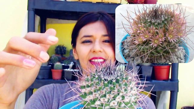 Cactus para principiantes // De fácil cuidado y hermosas flores смотреть онлайн