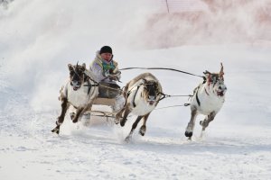 День Оленевода прошел в селе Новый порт ЯНАО при поддержке «Газпром нефти»