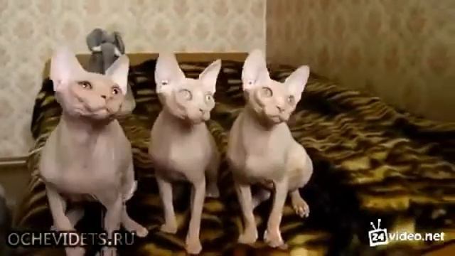 Коты пришельцы смотреть онлайн
