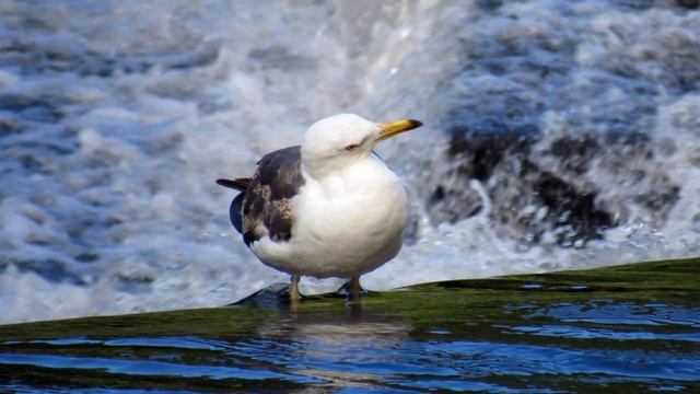 Canon PowerShot sx530 hs, Beautiful Animals Wildlife, Photo Test, Sample Pictures смотреть онлайн