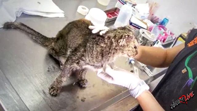 Кошка с каменной кожей жалобно мяукала лежа в луже. смотреть онлайн