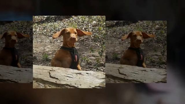DC Dog Sitter | Year In Review 2016 смотреть онлайн