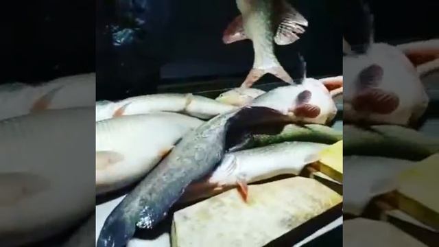 Отдых с рыбалкой в Краснодарском крае. База отдыха Азовские плавни смотреть онлайн