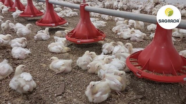 Лучшая кормушка для цыплят | Оборудование SAGRADA смотреть онлайн