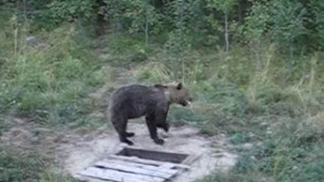 Медведь. Карелия. (часть 2)