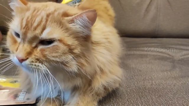 The perfect Deshedder for fluffy cats, now the fur will be soft, like a kitten смотреть онлайн