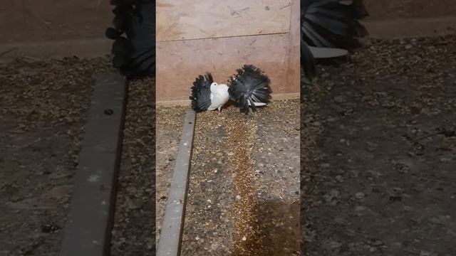 Голуби павлины Дубровского Сергея смотреть онлайн