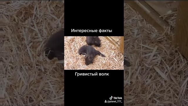 Гривистый волк. смотреть онлайн