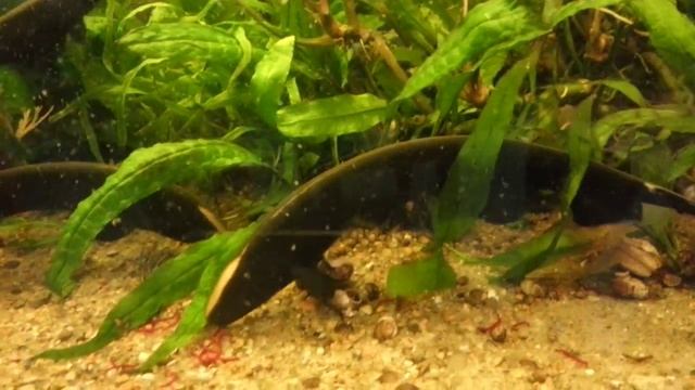 обзор аквариума, Дискусы. Рыба нож. Aquarium Fish,Ryby Akwarystyczne, Zierfische, Pesci D'acquario