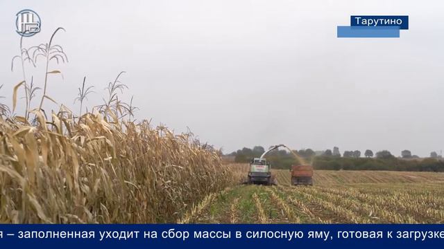 Колхоз им. Гурьянова уборка урожая // посев озимых смотреть онлайн