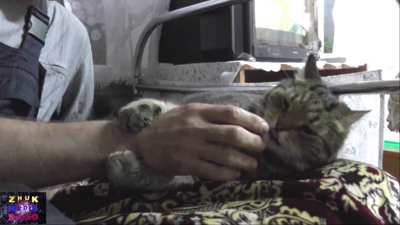 Кот рукомойник смотреть онлайн