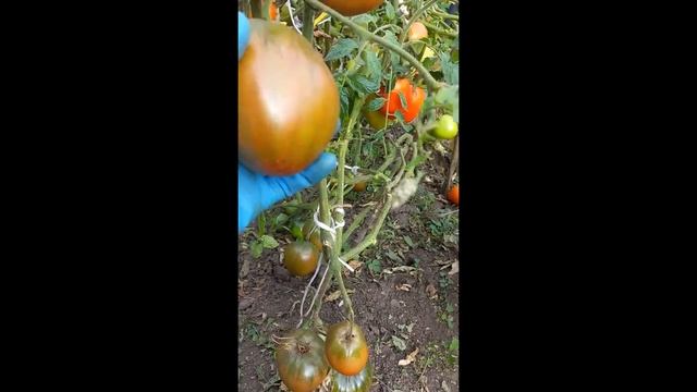 ТОМАТ ЧЕРНОЕ СЕРДЦЕ АМЕРИКИ СЕРДЦЕ МОЕ ПОКОРИЛ СРАЗУ ВКУСОМ И УРОЖАЙНОСТЬЮ смотреть онлайн