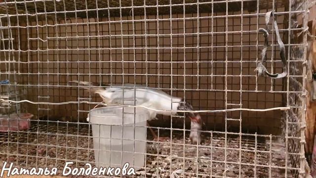 В перепелятнике//Портативная мышеловка//Алиса на практике//Марат без Маши смотреть онлайн