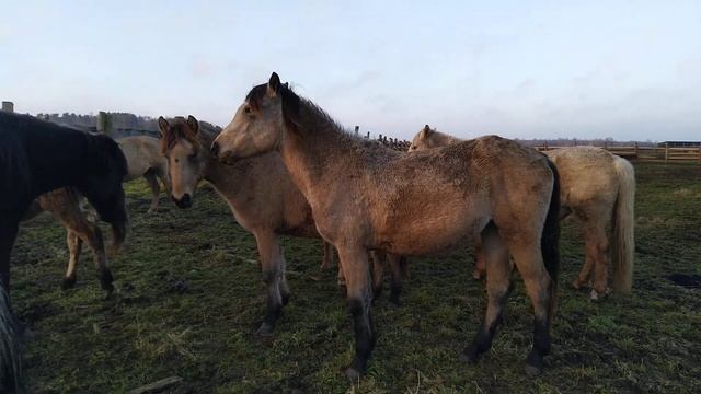 Буланая кобыла башкирской породы продается. 20 тыс. ООО Снайп смотреть онлайн