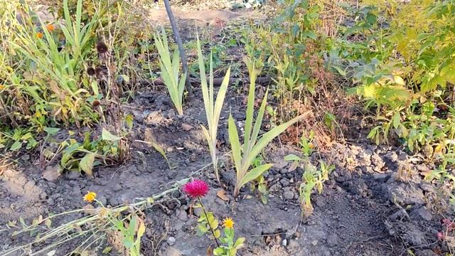 Закупила в Колорлоне плиты ЮСБ. Завтра начинаю строить. смотреть онлайн