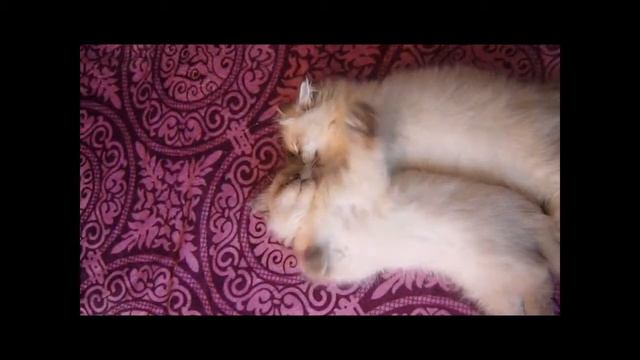 Осинка и Орфей смотреть онлайн