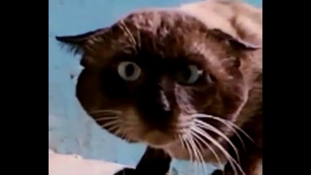 погнали наши городских смотреть онлайн