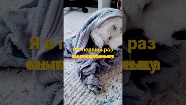 я мыла собаку ааааааааа мне была так страшна потому что в один момент она вообще не жвигалась смотреть онлайн