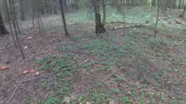 Грибы в лесу (1 августа 2020) смотреть онлайн