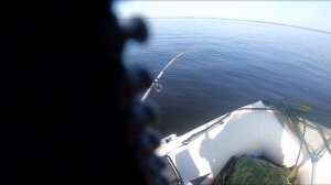 Тролинг на Рыбинском водохранилище