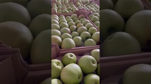 Яблоки Гренни оптом смотреть онлайн