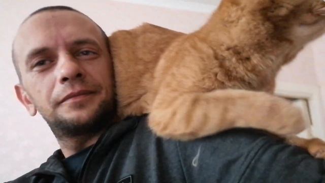 Кошка очень соскучилась по хозяину смотреть онлайн