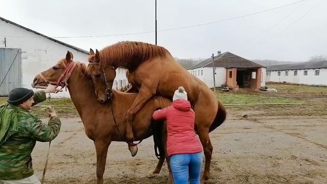 Случка с жеребцом Канцлером 2016г.р (Kancler) (Cover Set-Chippe Elite) Случка лошадей +79883400208 смотреть онлайн