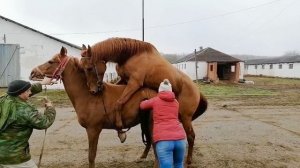 Случка с жеребцом Канцлером 2016г.р (Kancler) (Cover Set-Chippe Elite) Случка лошадей  +79883400208