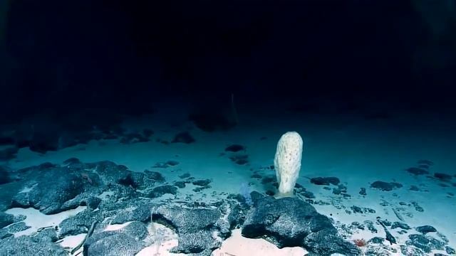 Facts: Sponges смотреть онлайн