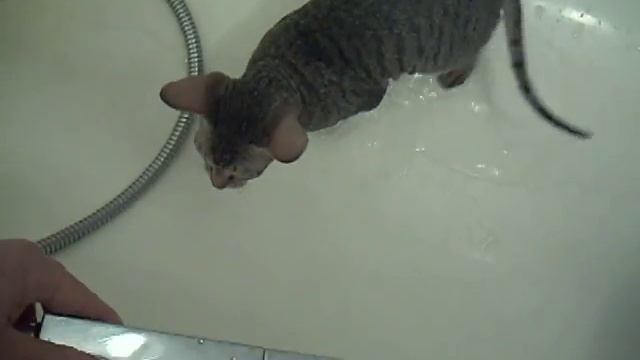 Котенок Донского сфинкса-браш любитель воды :) смотреть онлайн